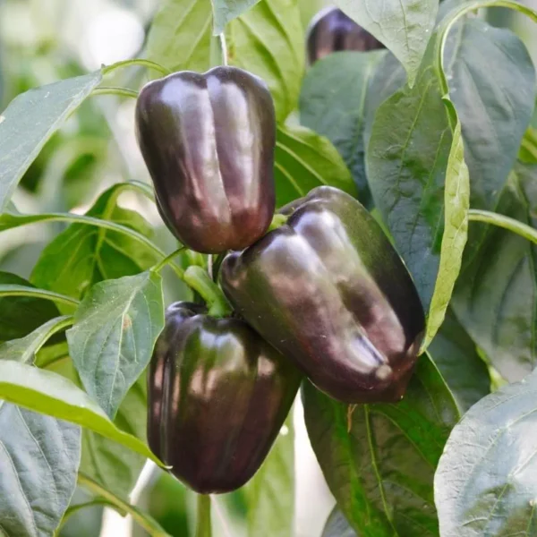 Plant Poivron noir Bellania Godet 7x7x6.2 violet