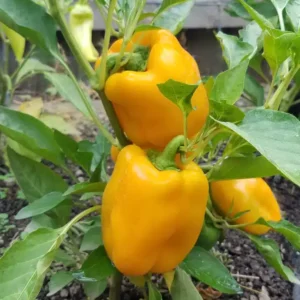 Plant Poivron jaune Favalor Godet 7x7x6.2 jaune