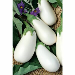 Plant d'Aubergine 'Clara F1 : Godet 7x7x6.2 blanc