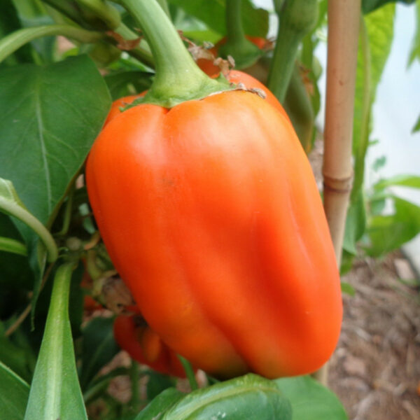 Plant Poivron orange Kuman Godet 7x7x6.2 orange